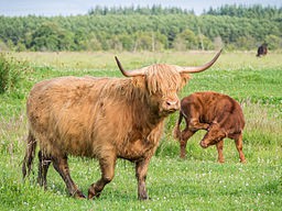 Door Uberprutser (Eigen werk) [CC BY-SA 4.0 (https://creativecommons.org/licenses/by-sa/4.0)], via Wikimedia Commons